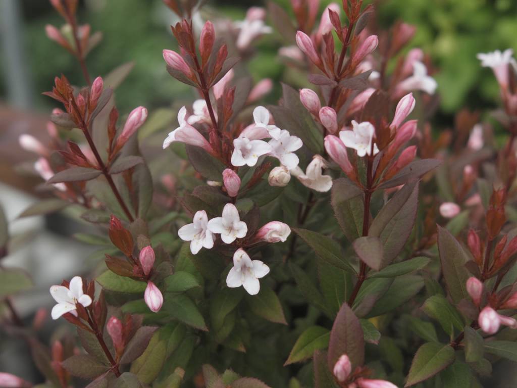 Abelia plant pruning for long-lasting colour in a small uk garden