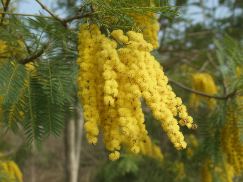 Acacia dealbata mimosa for scented winter interest and wildlife