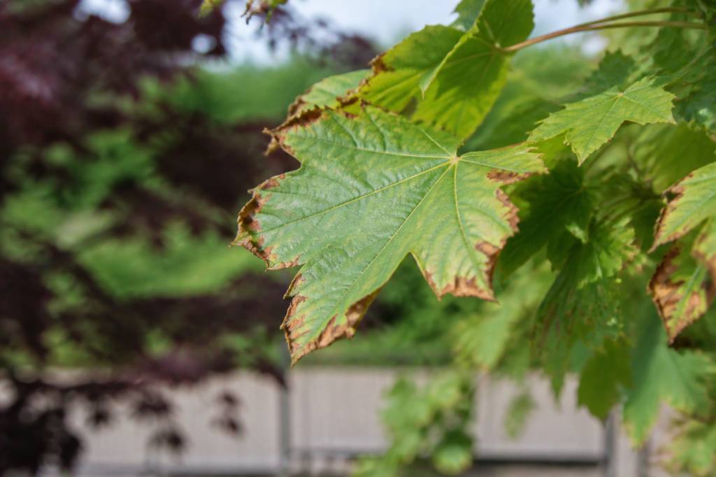 A natural guide to acer plant problems and solutions