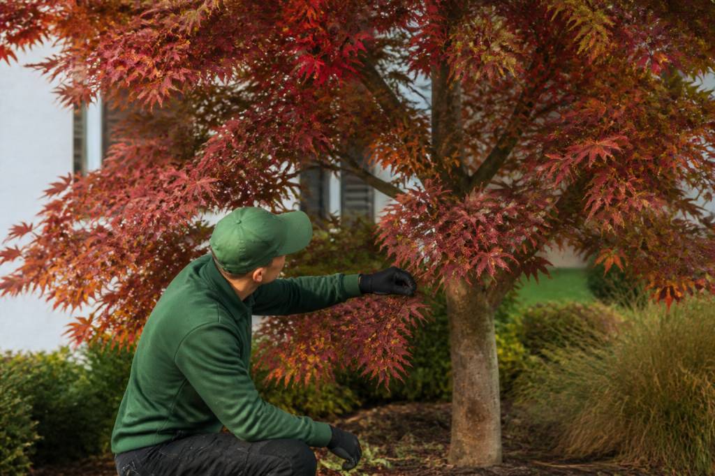 A complete guide to acer tree care throughout the seasons